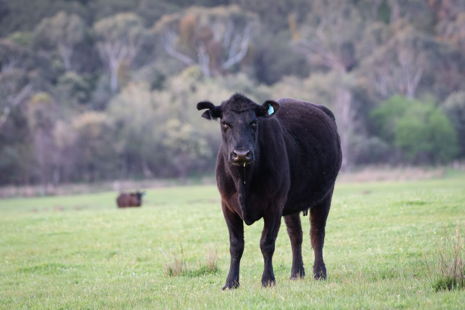 Nikon D750 sample photo. Cow, black angus, cattle photography