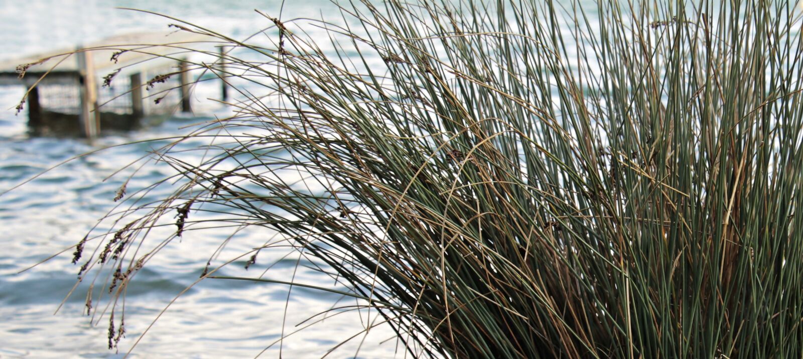 Canon EOS 100D (EOS Rebel SL1 / EOS Kiss X7) sample photo. Lake, reed, web photography