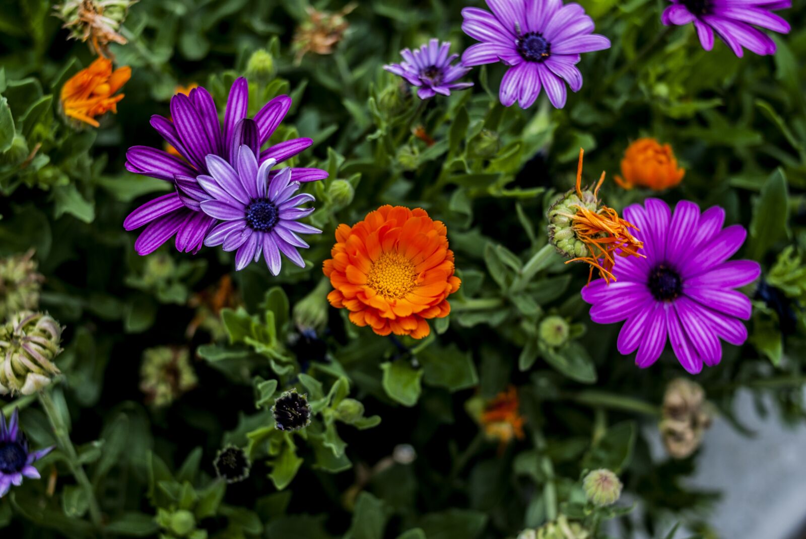 Nikon D60 sample photo. Nature, flower, garden photography