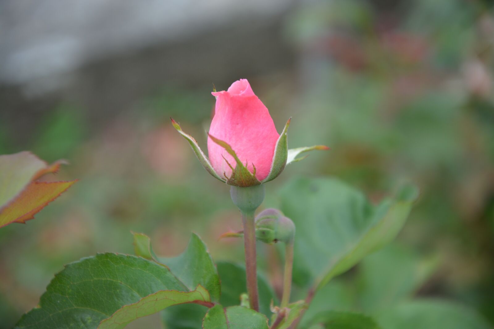Nikon D5200 sample photo. Rose bud, rosebush, nature photography