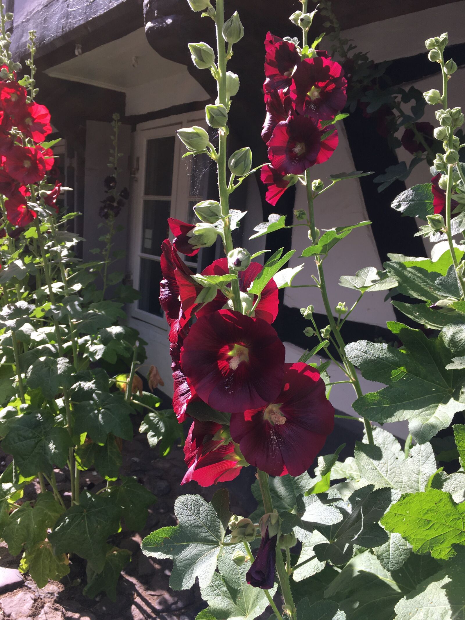 iPhone 6s back camera 4.15mm f/2.2 sample photo. Blossom, flower, blüten photography