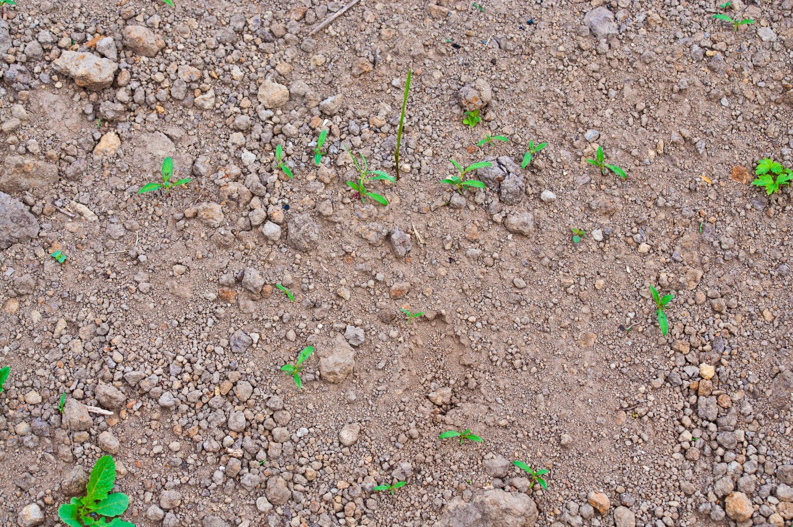 Nikon D90 sample photo. Earth, new building, overgrown photography