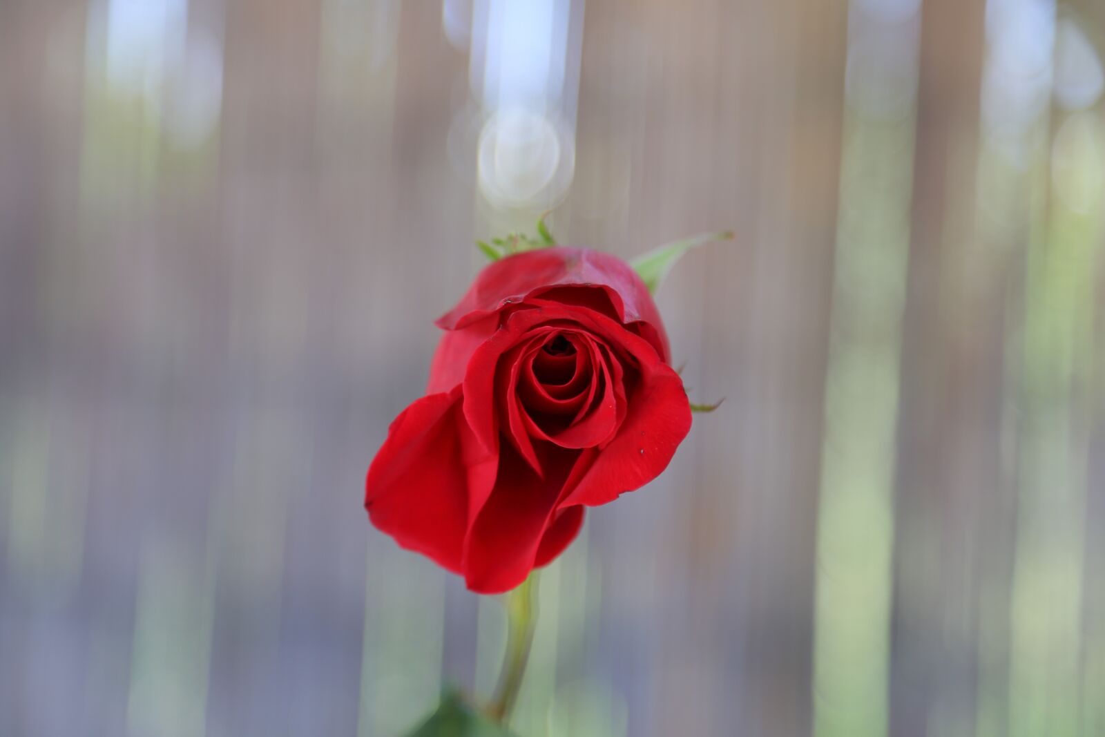 Canon EF 24-105mm F4L IS USM sample photo. Red, single, rose, gift photography