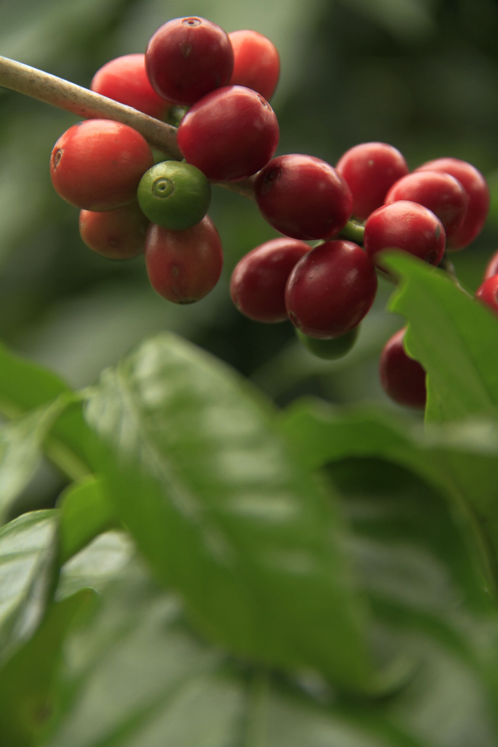 Canon EOS 7D sample photo. Coffee, fruit, plant photography