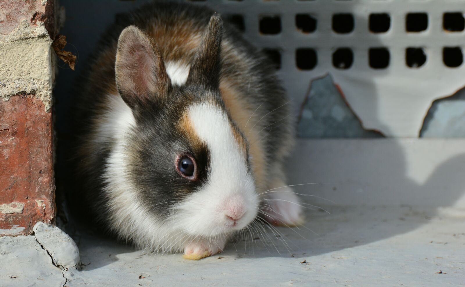 Nikon D5200 sample photo. Hare, bunny, cute photography