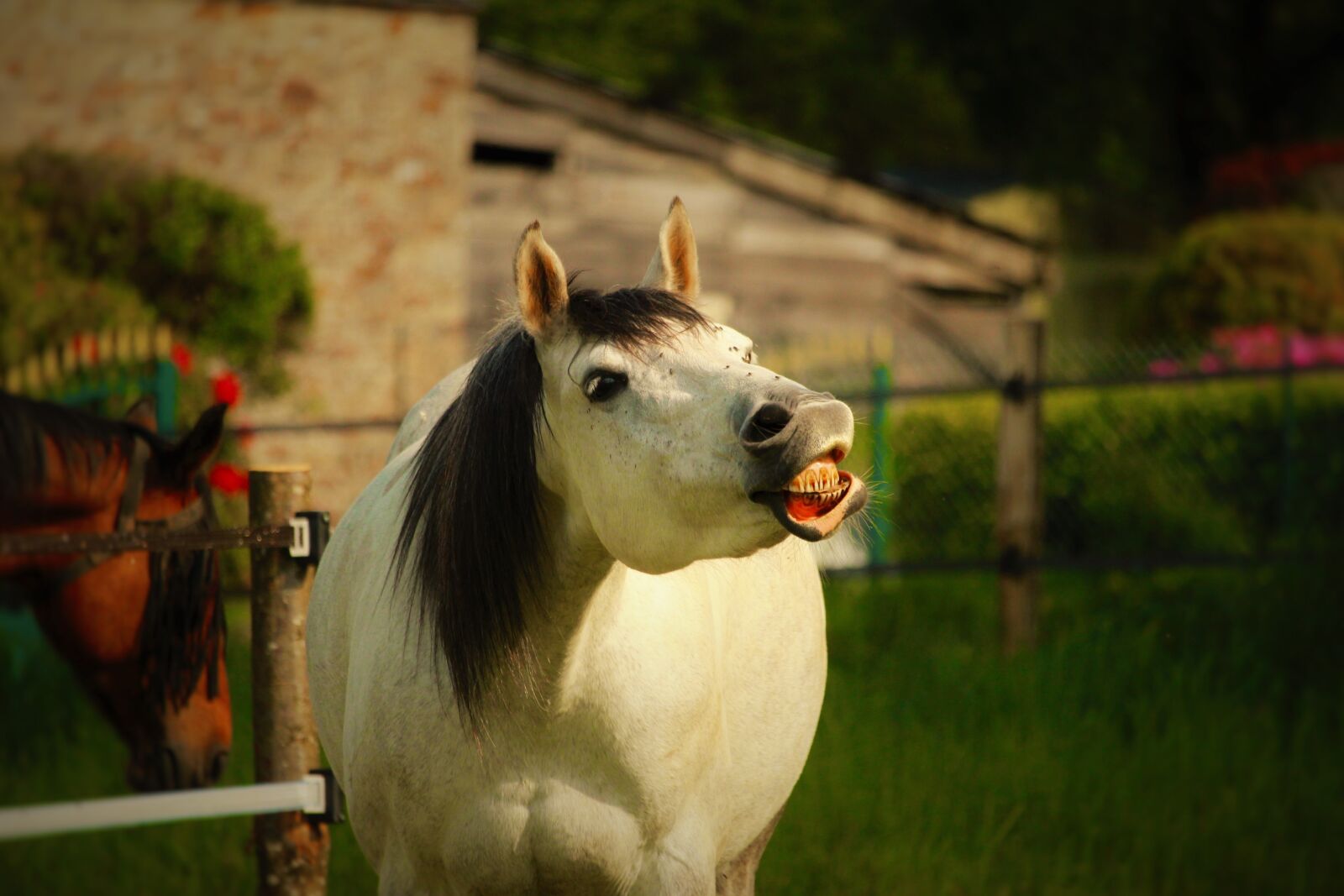 Canon EF-S 55-250mm F4-5.6 IS STM sample photo. Horse, mare, horses photography