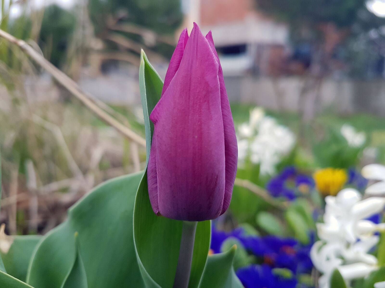 Samsung Galaxy S7 Edge sample photo. Flower, violet, purple photography
