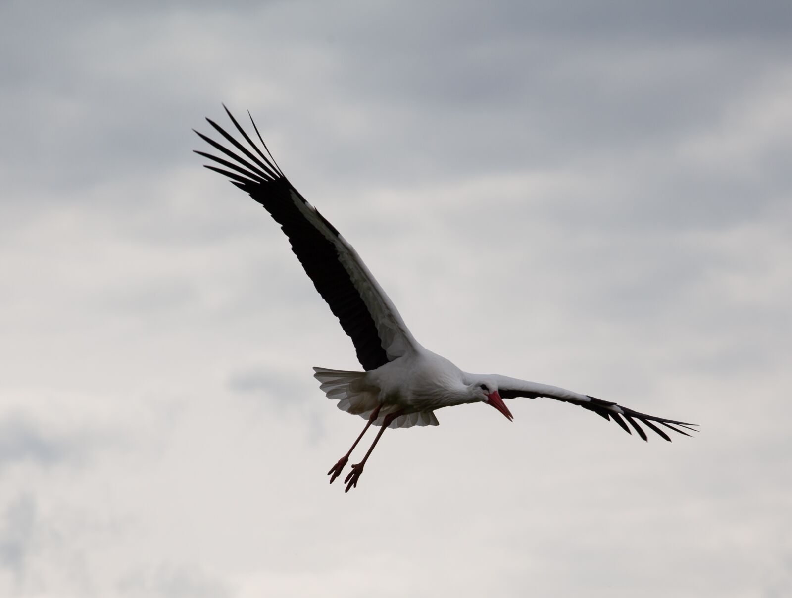 Canon EOS 5D Mark II sample photo. Stork, large bird, stork photography