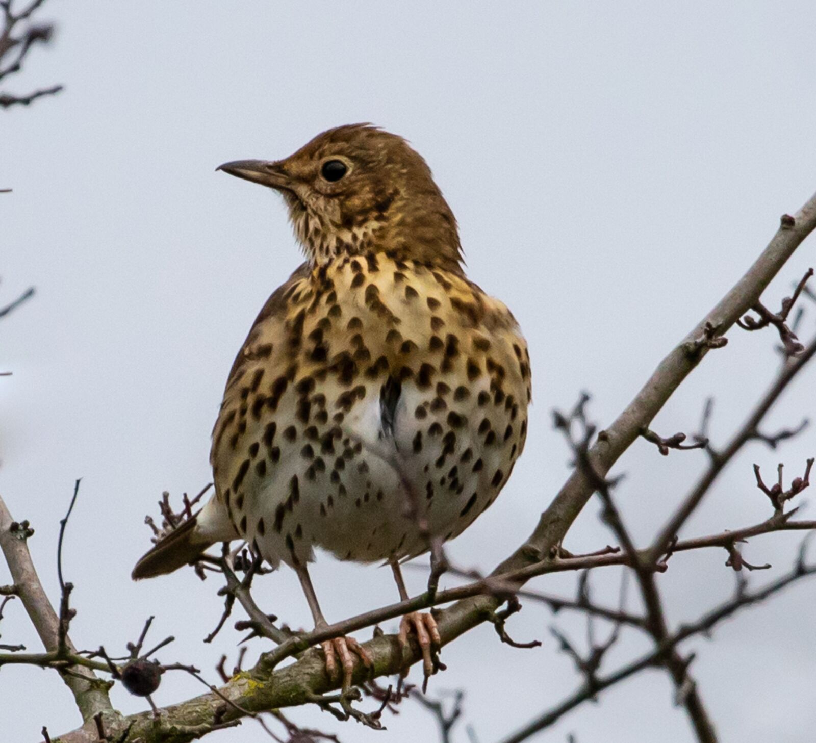 Canon EOS 7D Mark II sample photo. Mistle thrush, thrush, songbird photography
