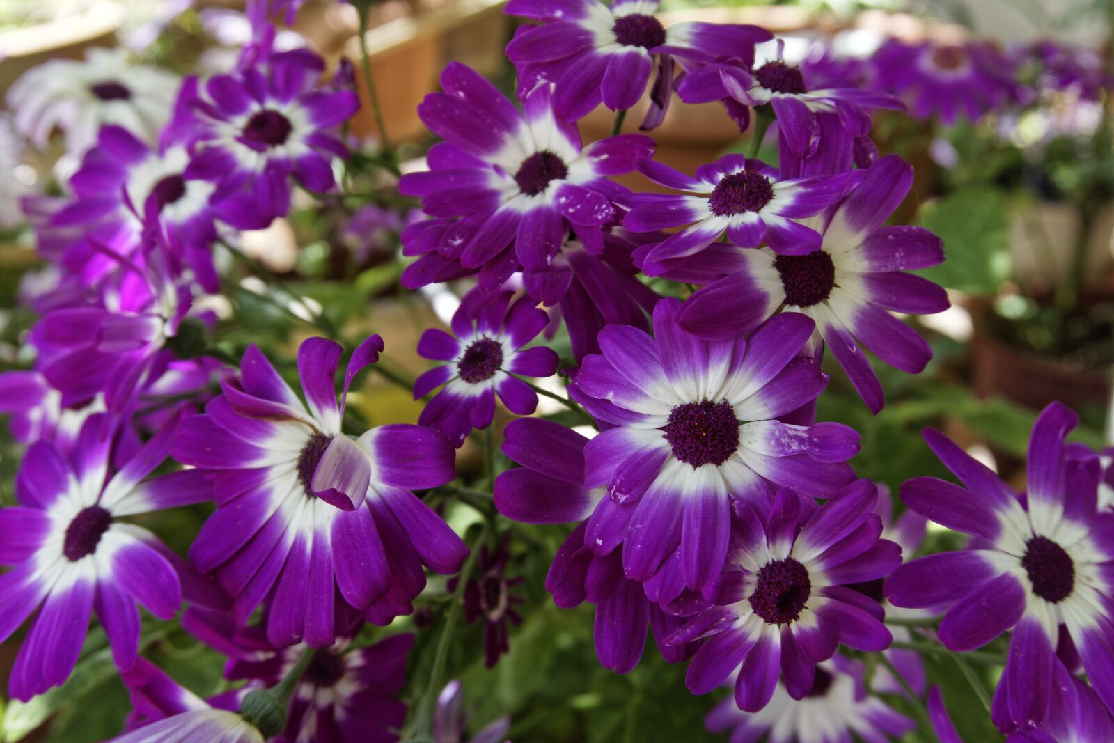 Sony a6000 sample photo. Flower, spring, nature photography