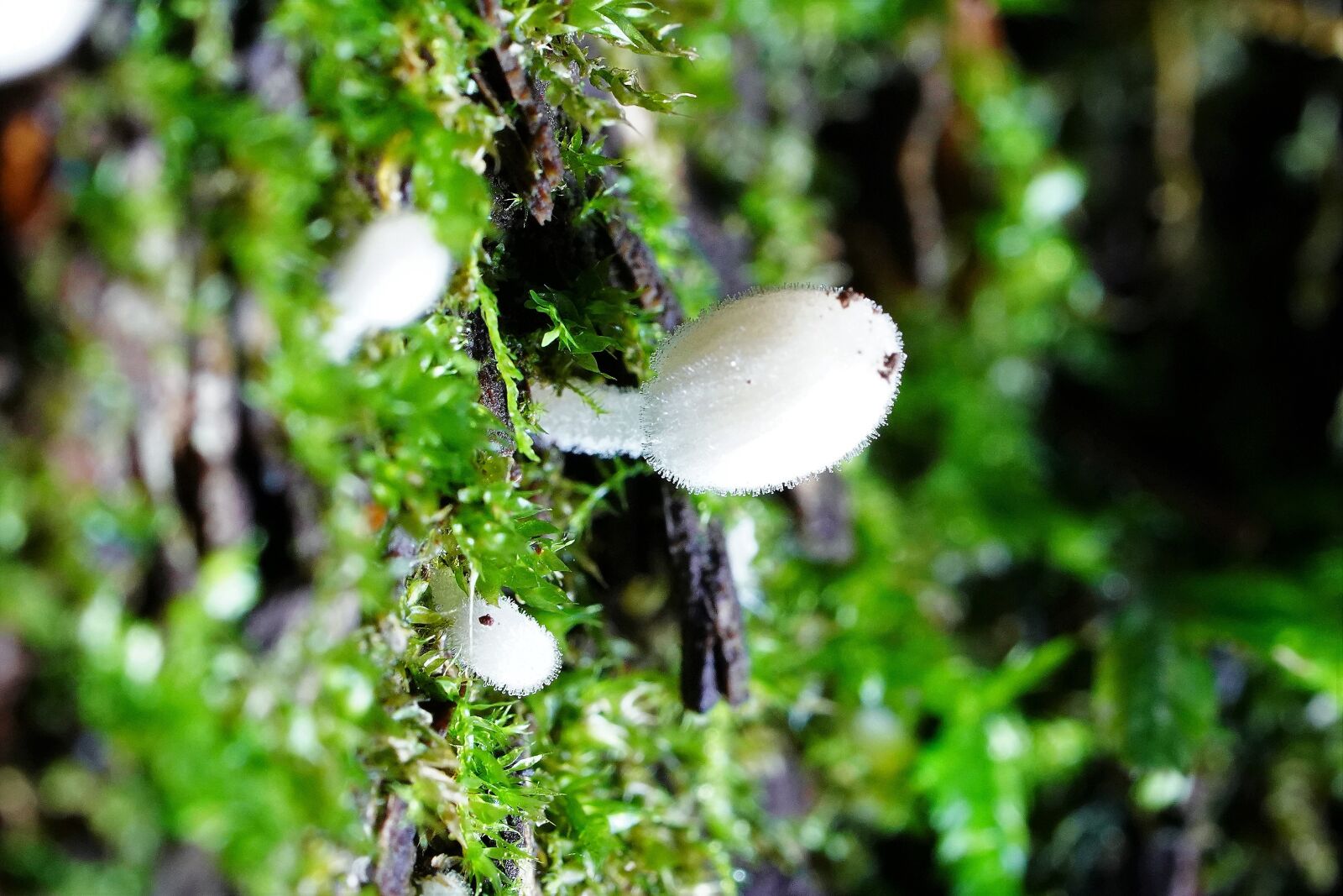 Sony a7R III + Sony FE 90mm F2.8 Macro G OSS sample photo. Mushroom, mshroom, wild photography