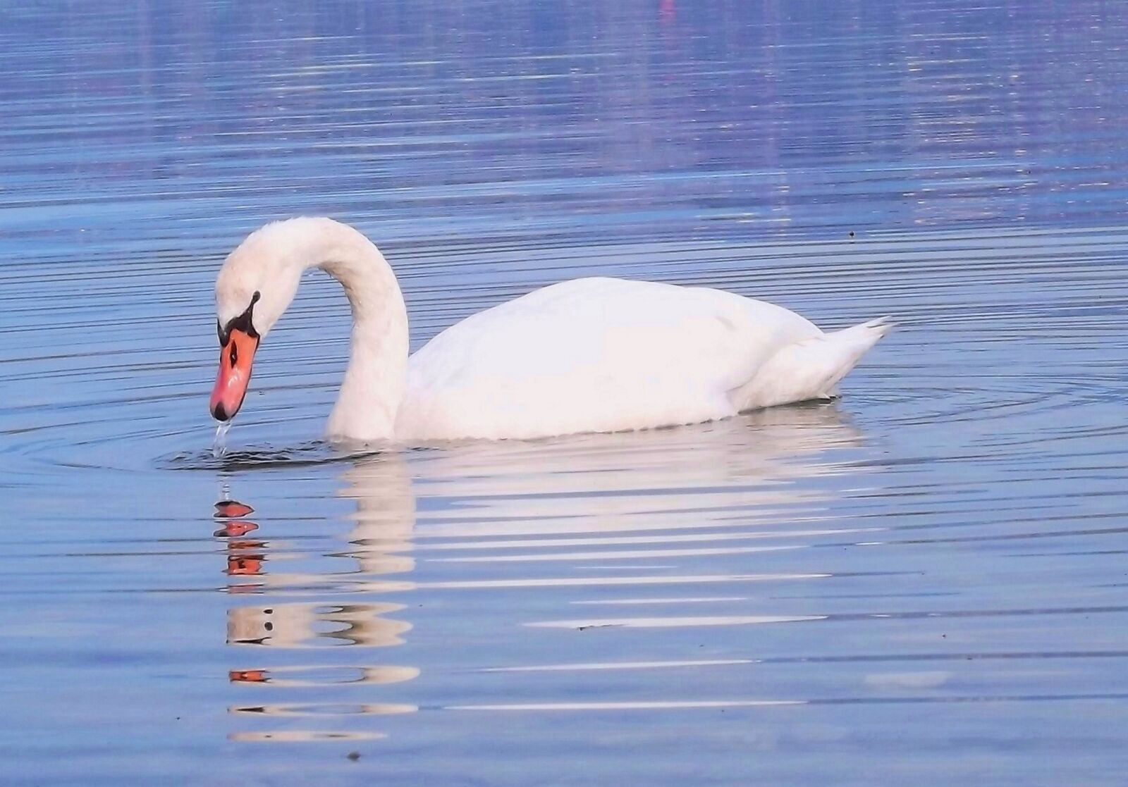 FujiFilm FinePix S4000 (FinePix S4050) sample photo. Swan, body of water photography