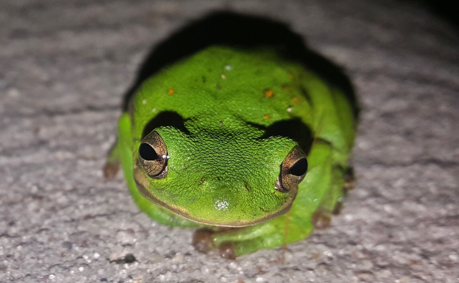 Samsung Galaxy Note5 sample photo. Frog, tree frog, american photography