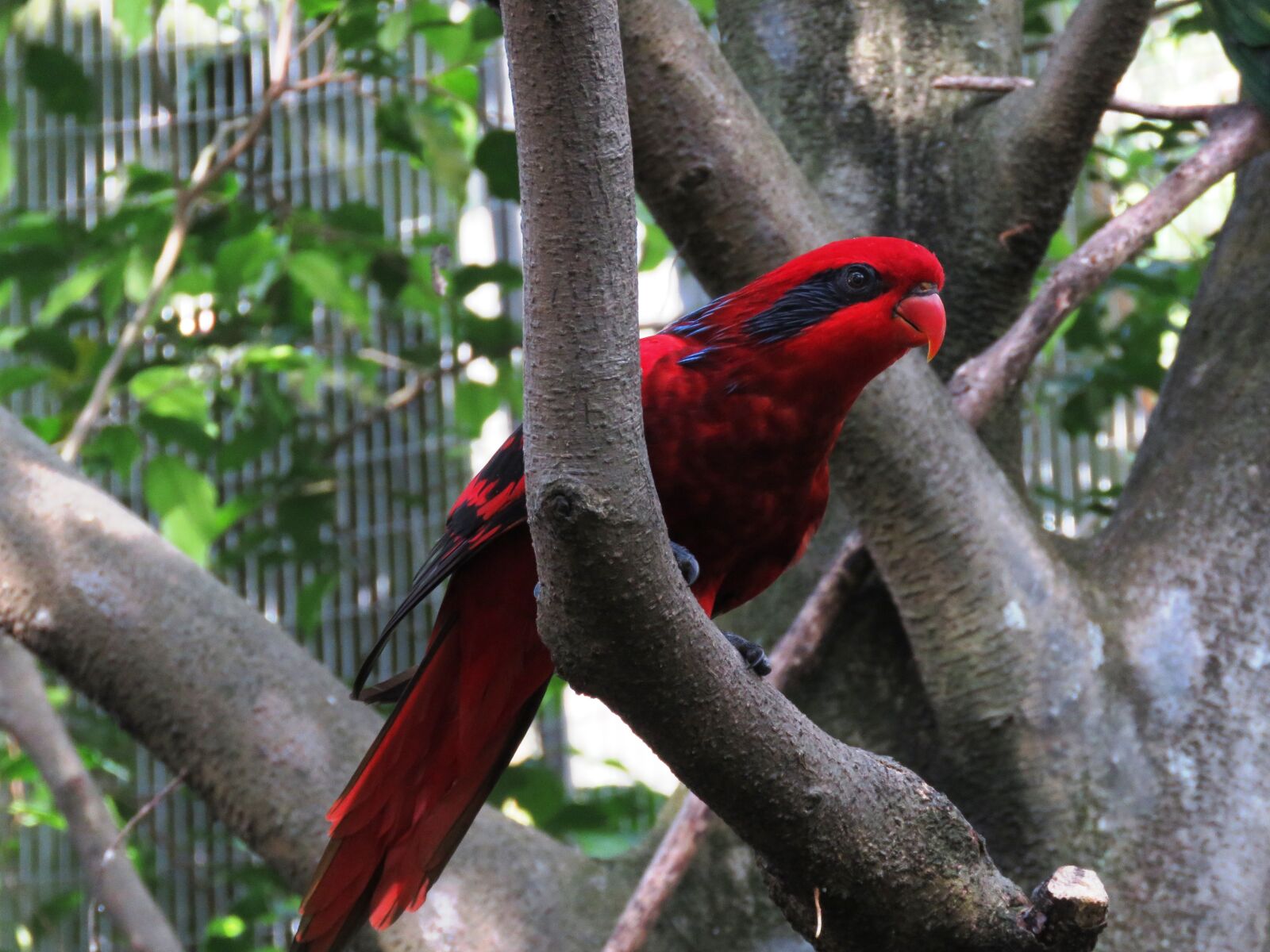Canon PowerShot SX60 HS sample photo. Parrot, bird, macaw photography