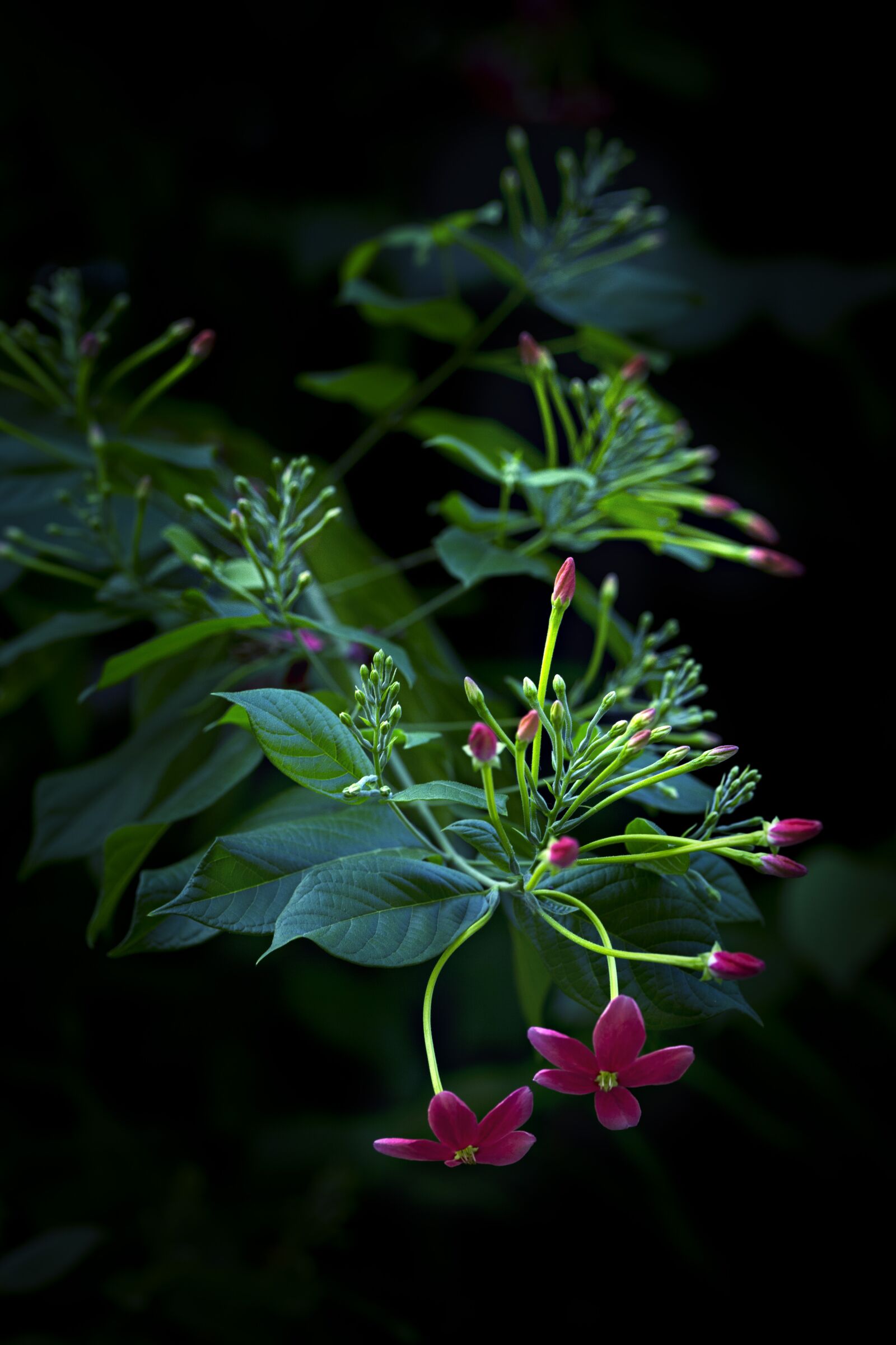 Canon EF 100mm F2.8L Macro IS USM sample photo. Quisqualis indica, combretum indicum photography