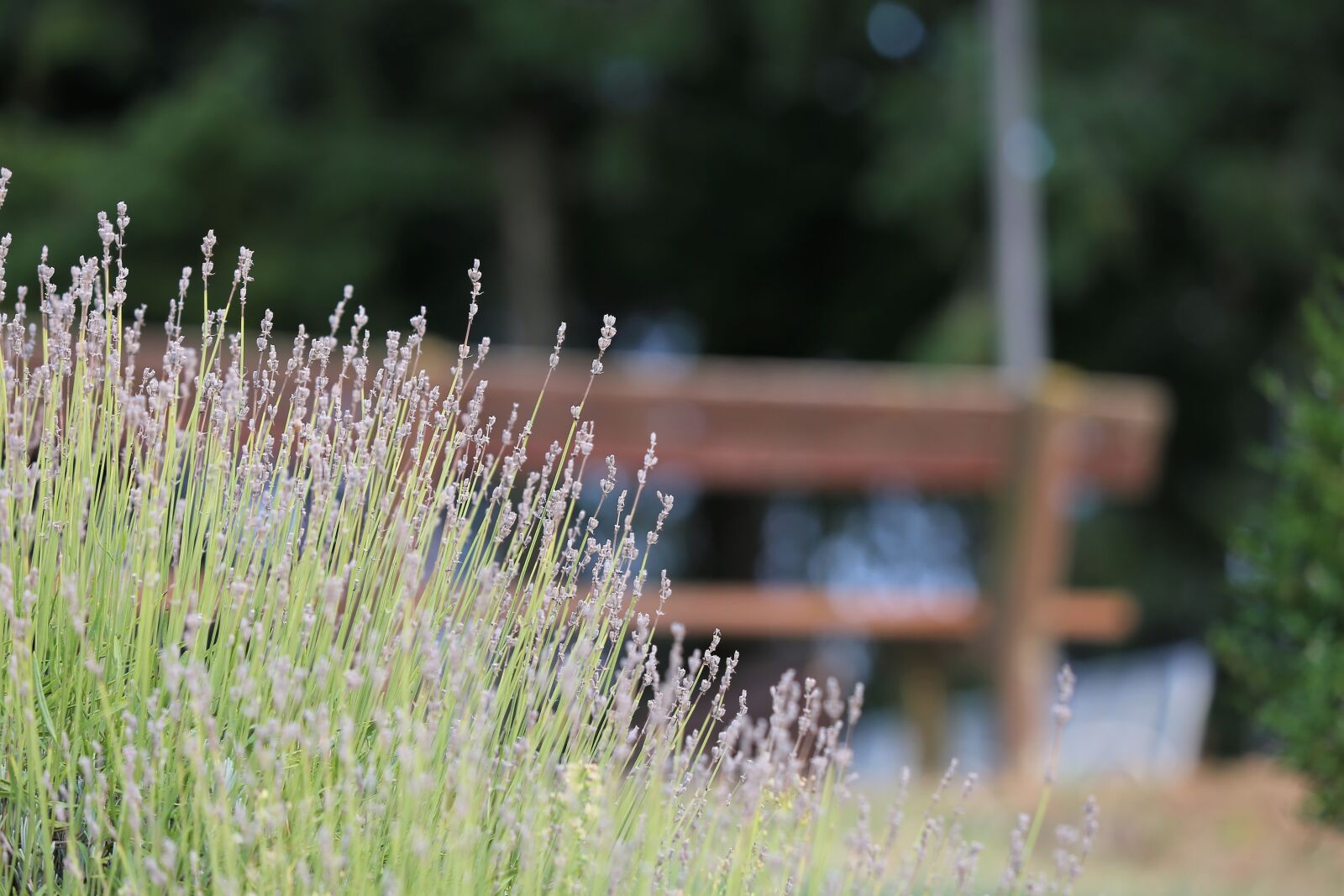 Canon EF 70-300 F4-5.6 IS II USM sample photo. Lavender, bench, park photography