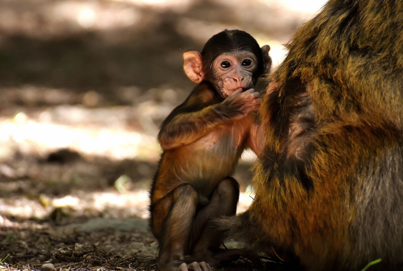 Nikon D7200 sample photo. Ape, baby monkey, barbary photography