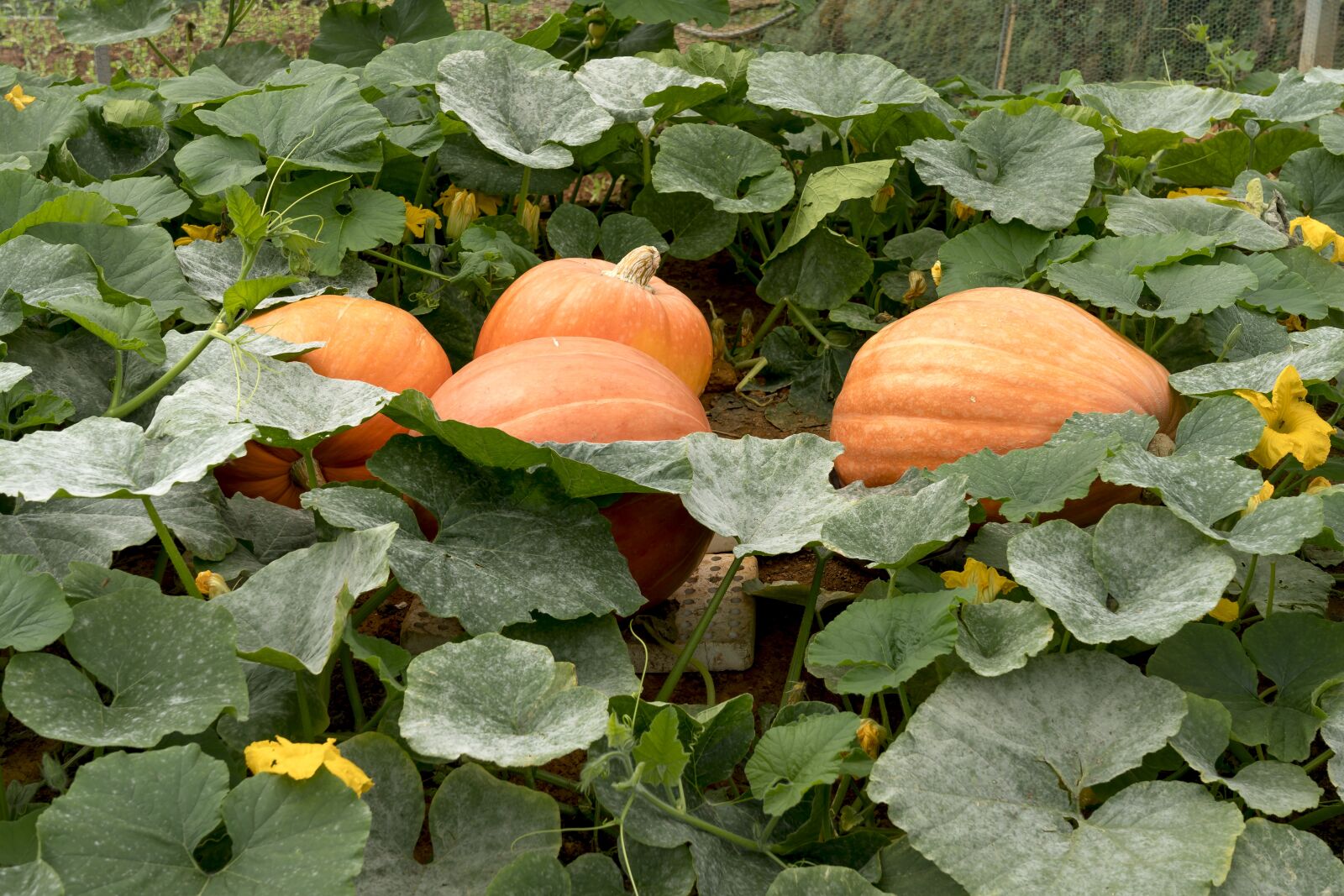 Sony FE 24-70mm F2.8 GM sample photo. Harvest, farmer, fair photography