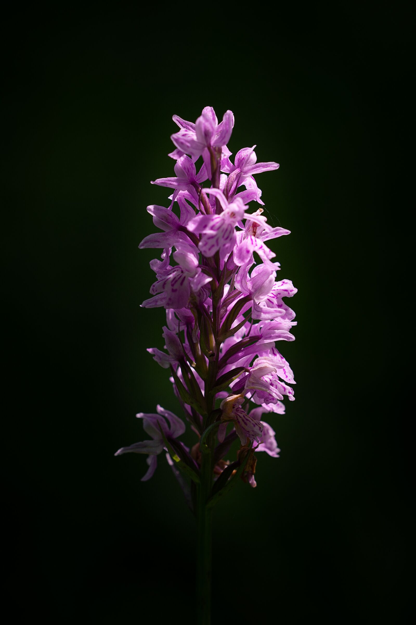 Nikon D7100 sample photo. Orchid, pink, flower photography