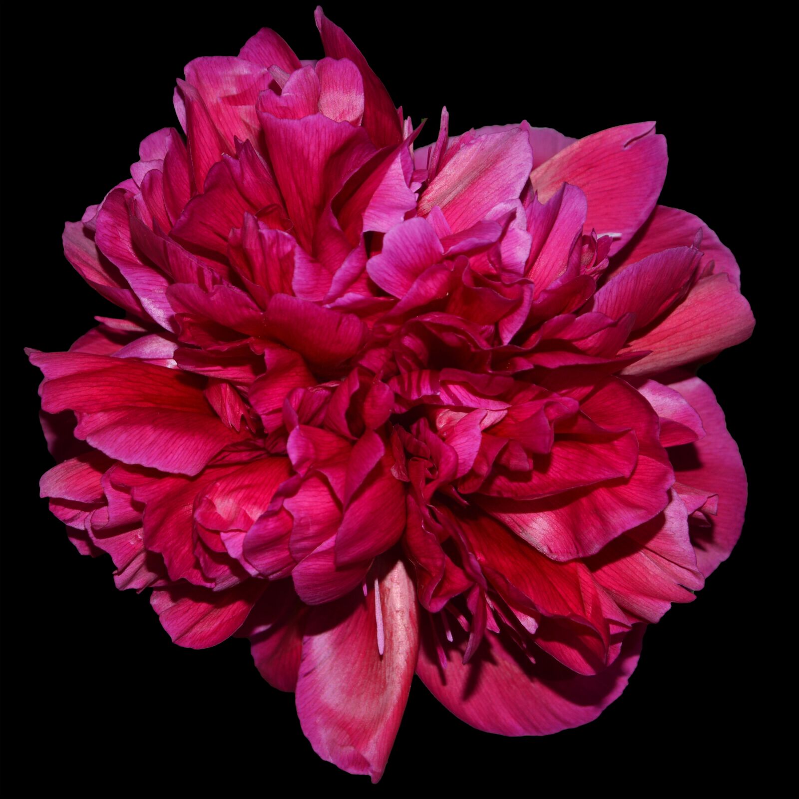 Nikon D3200 sample photo. Peony, red, blossom photography