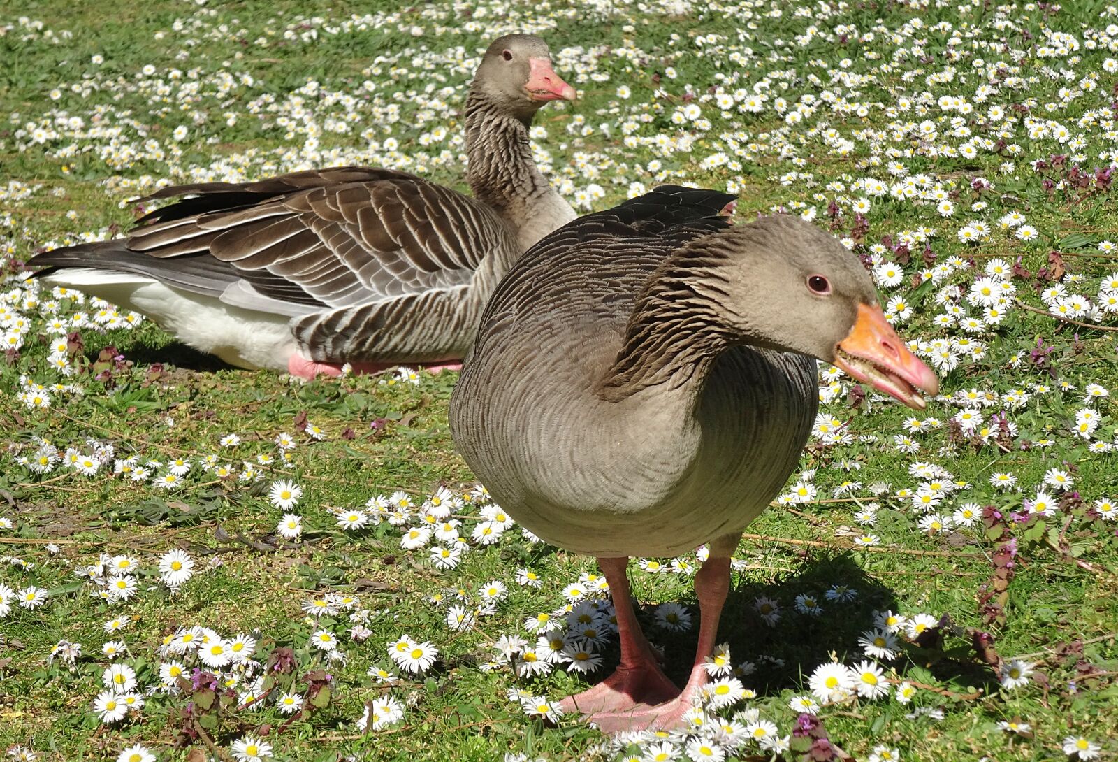 Sony DSC-HX50 sample photo. Goose, geese, animals photography