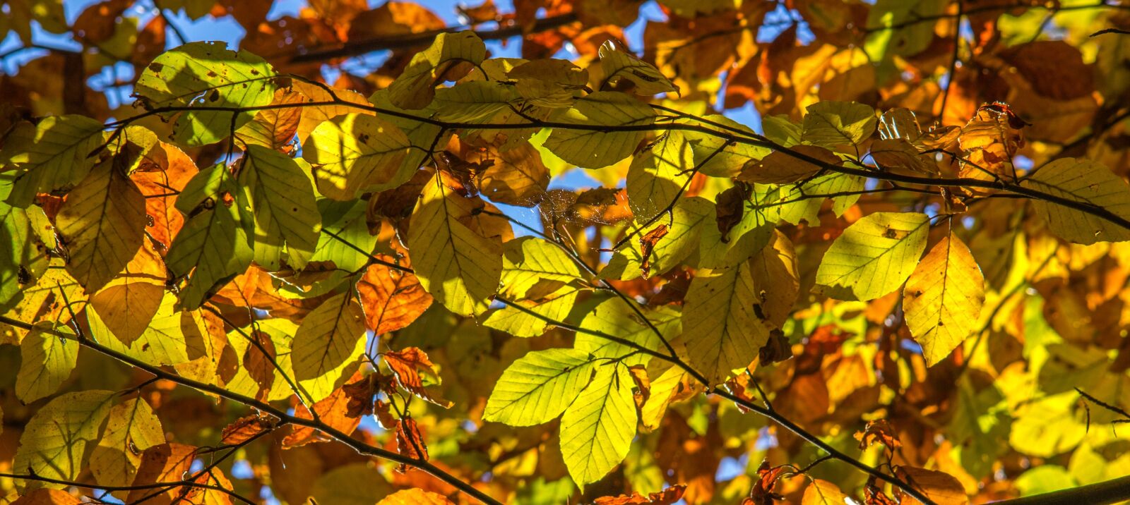 Canon EOS 600D (Rebel EOS T3i / EOS Kiss X5) sample photo. Leaves, autumn, color photography
