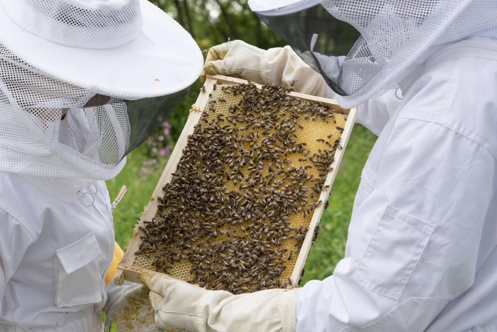 Nikon D800 sample photo. Beekeeper, bees, beehive photography