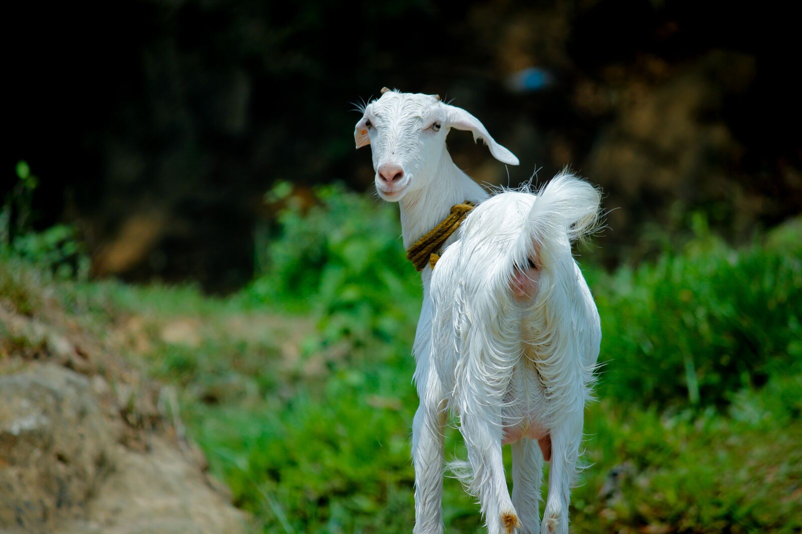 Canon EOS 700D (EOS Rebel T5i / EOS Kiss X7i) sample photo. Nature, grass, animal photography
