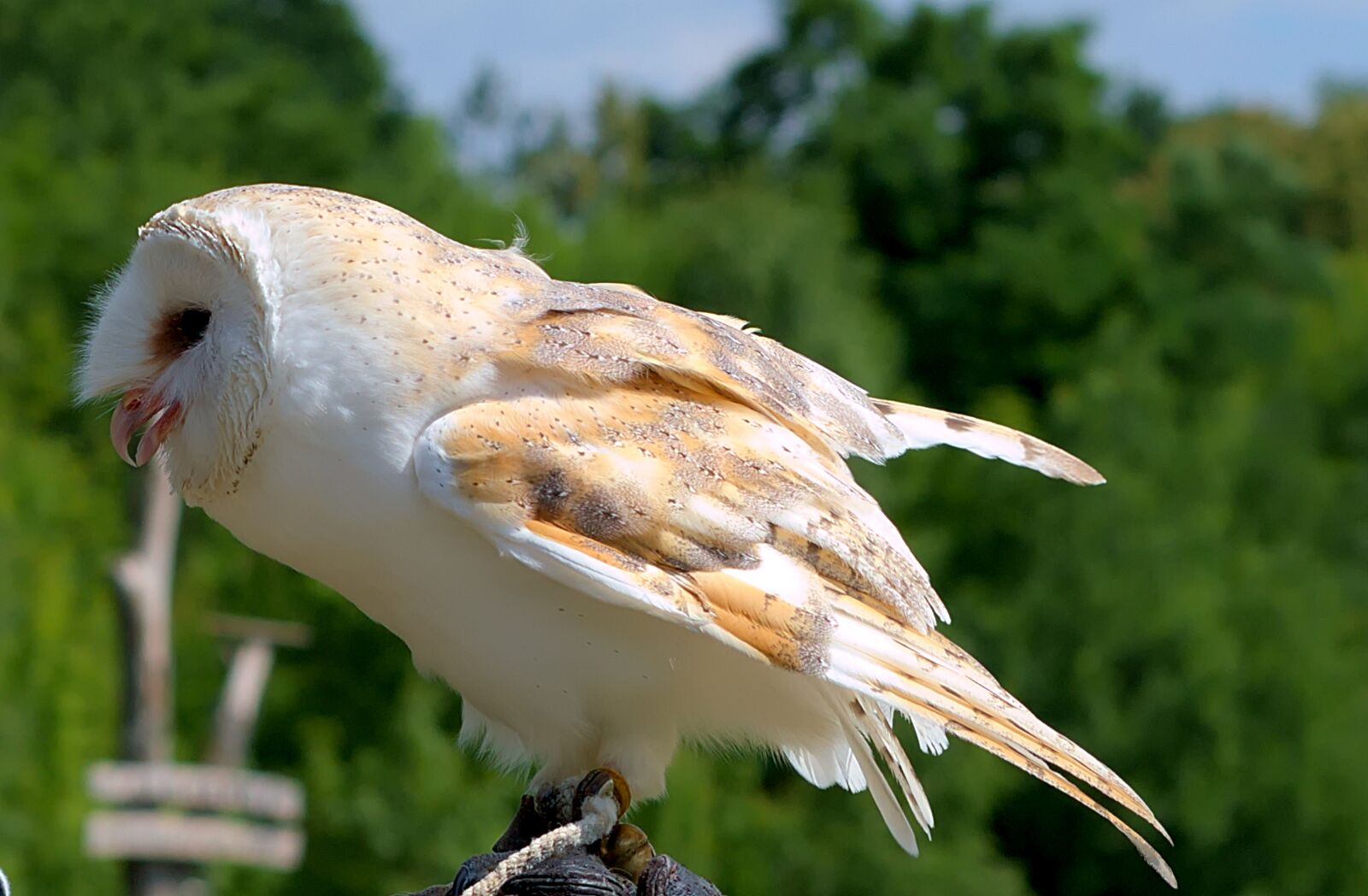 Nikon D3300 sample photo. Owl, white, animal photography