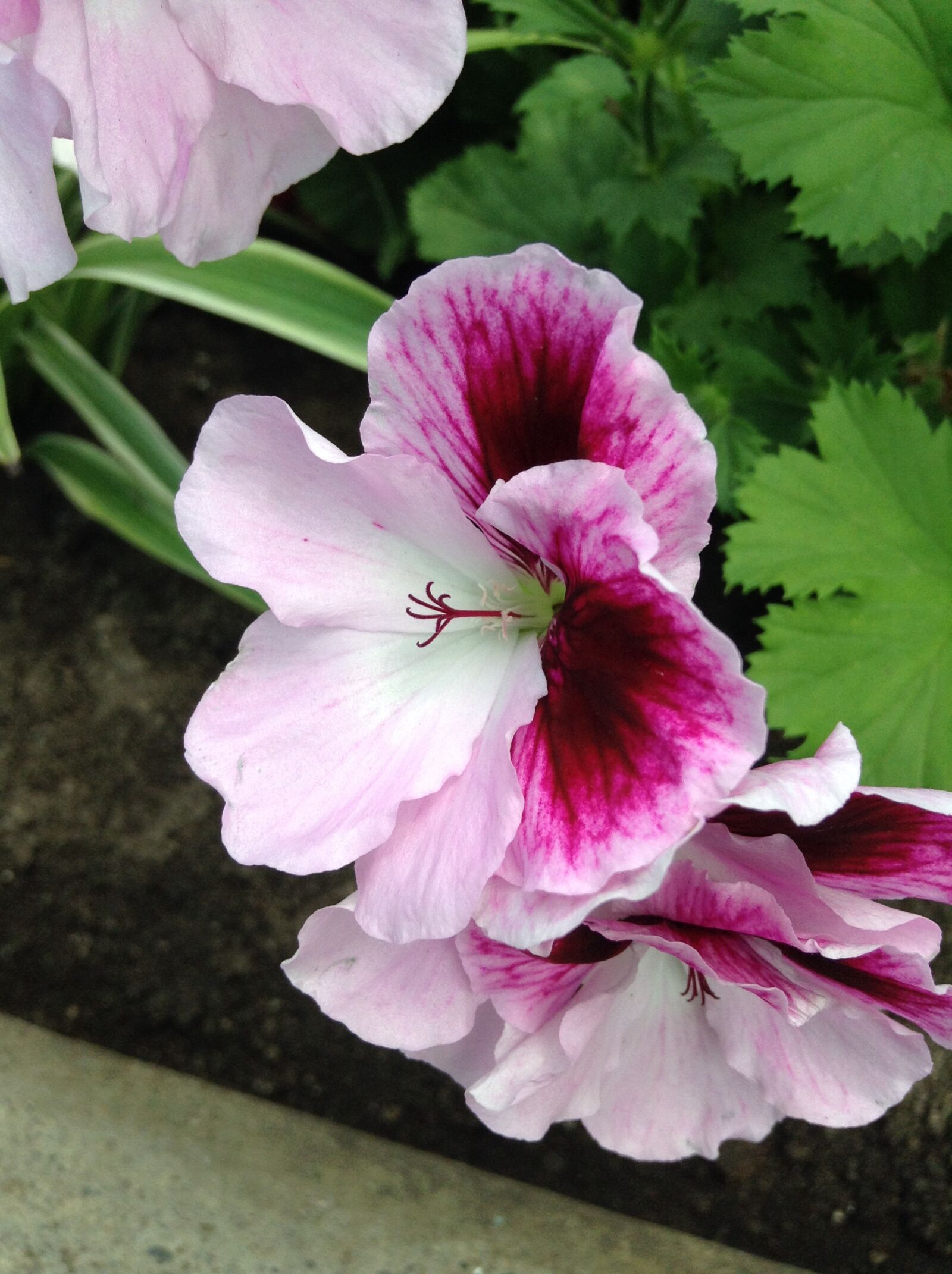 iPod touch back camera 3.3mm f/2.4 sample photo. Pelargonium zonale, pink, flower photography