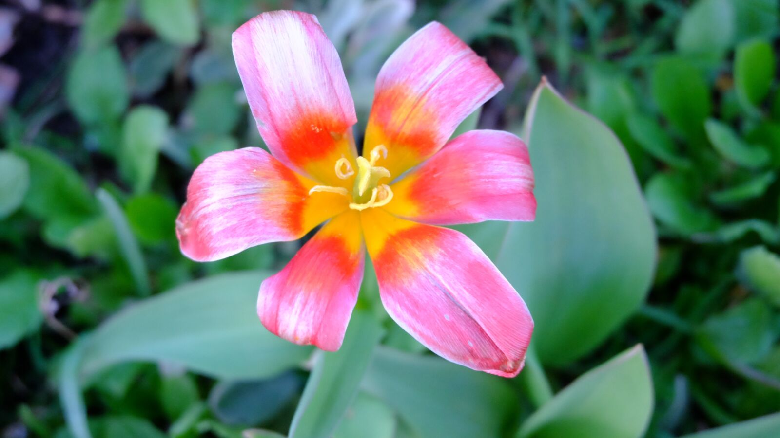 Fujifilm XC 16-50mm F3.5-5.6 OIS II sample photo. Nature, flower, garden photography