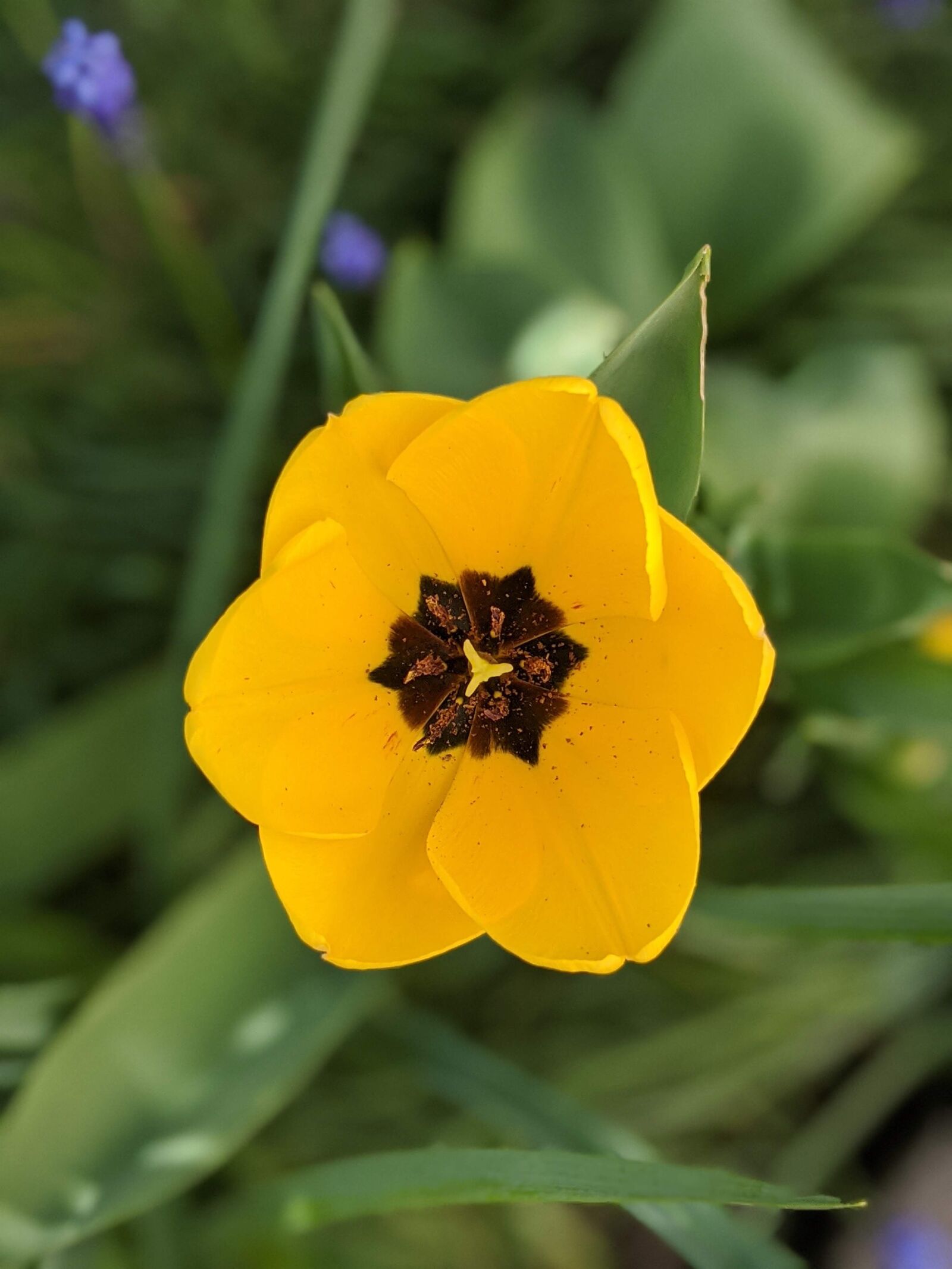 Google Pixel 3a sample photo. Flower, garden, nature photography