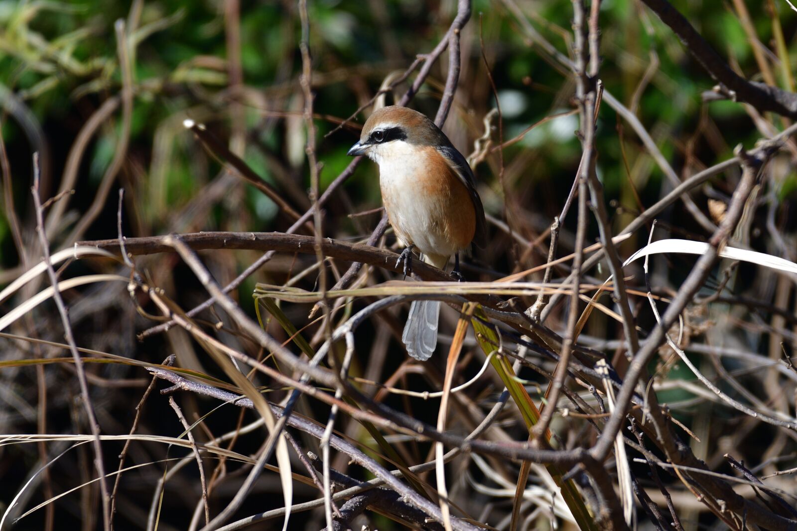 Nikon D500 sample photo. Wild animals, natural, bird photography