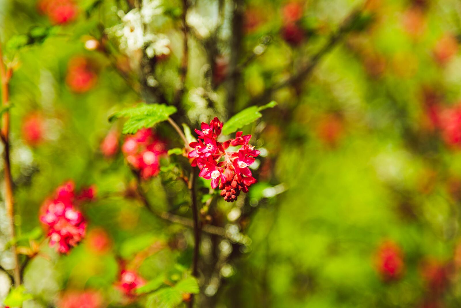 Nikon D750 sample photo. Tree, bush, red photography