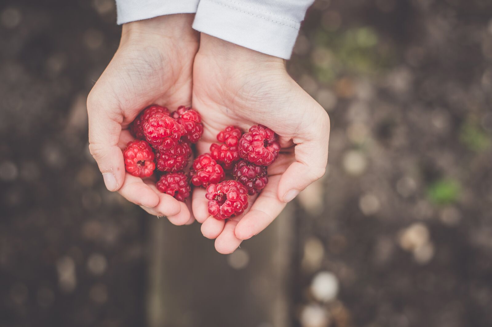Nikon D4S sample photo. Berries, blur, close-up photography