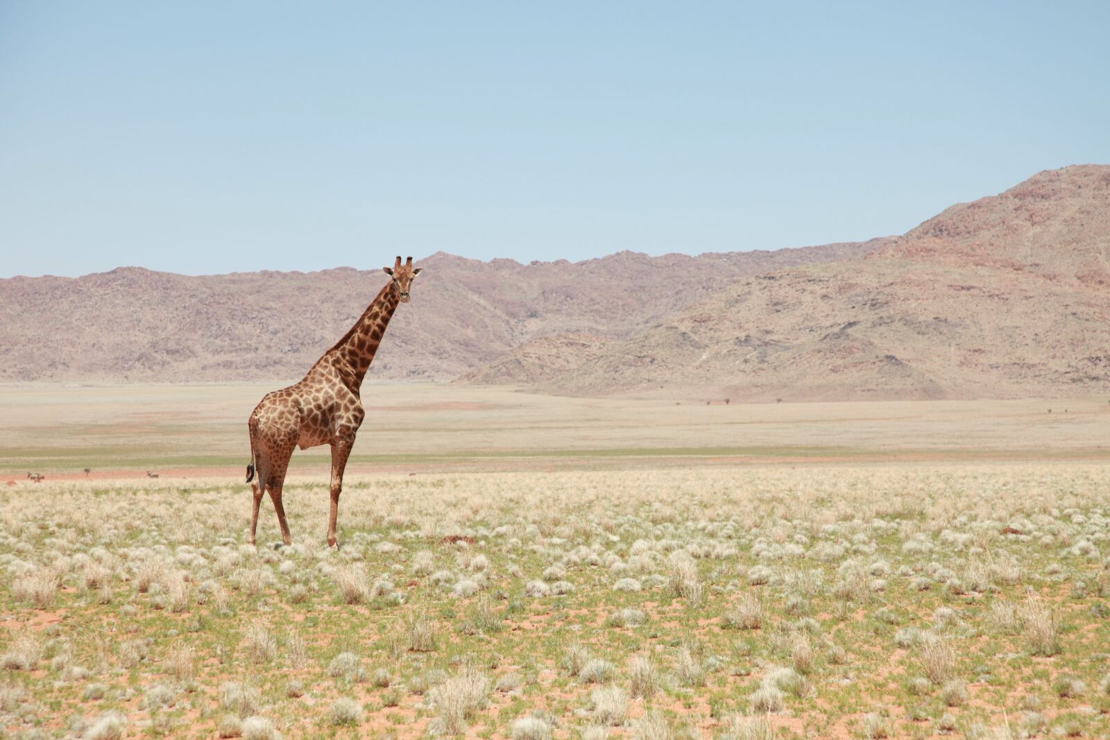 Canon EOS 5D Mark II sample photo. Giraffe, landscape, earth photography
