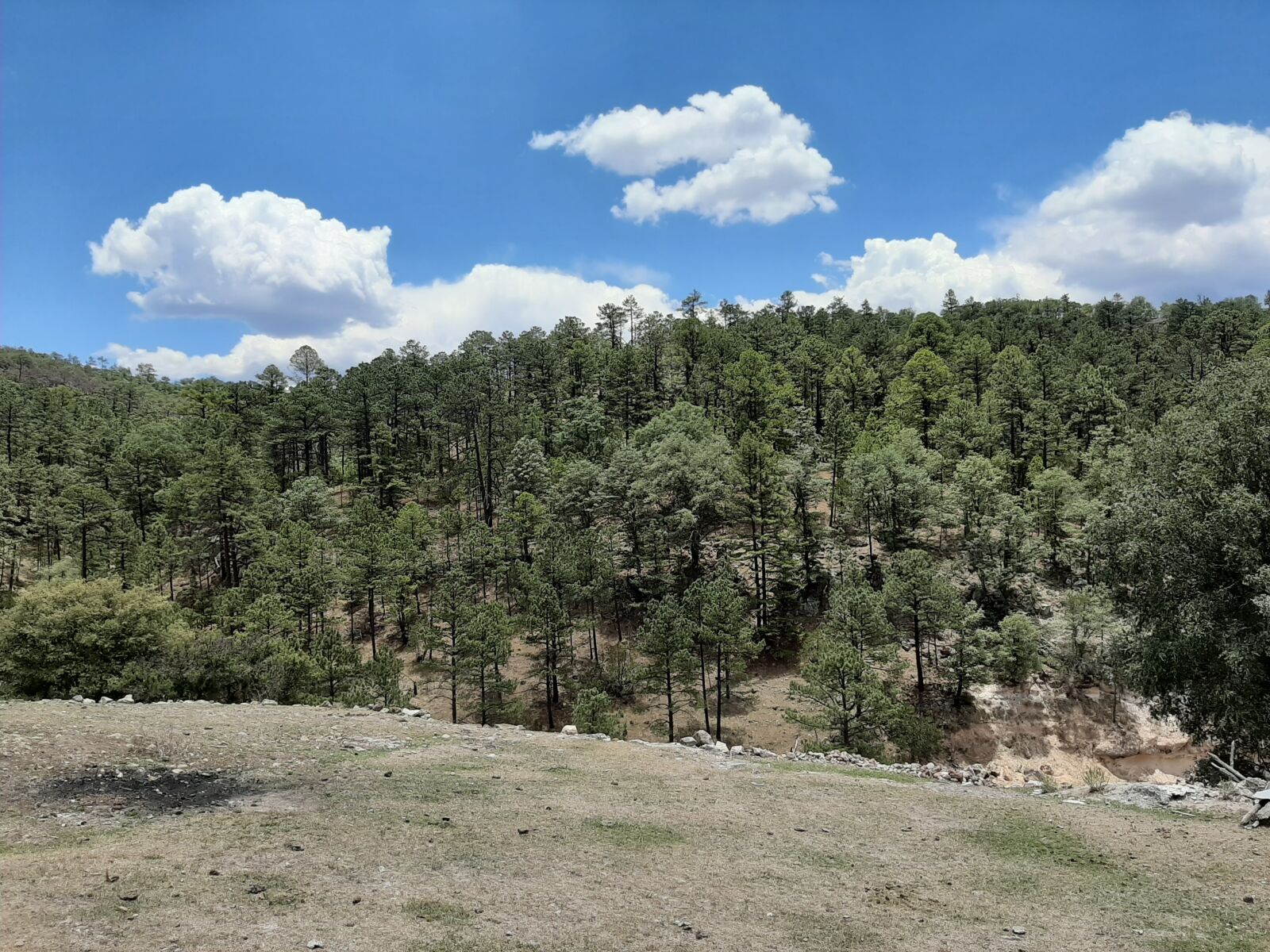 Samsung Galaxy A50 sample photo. Sierra, pine, sky photography