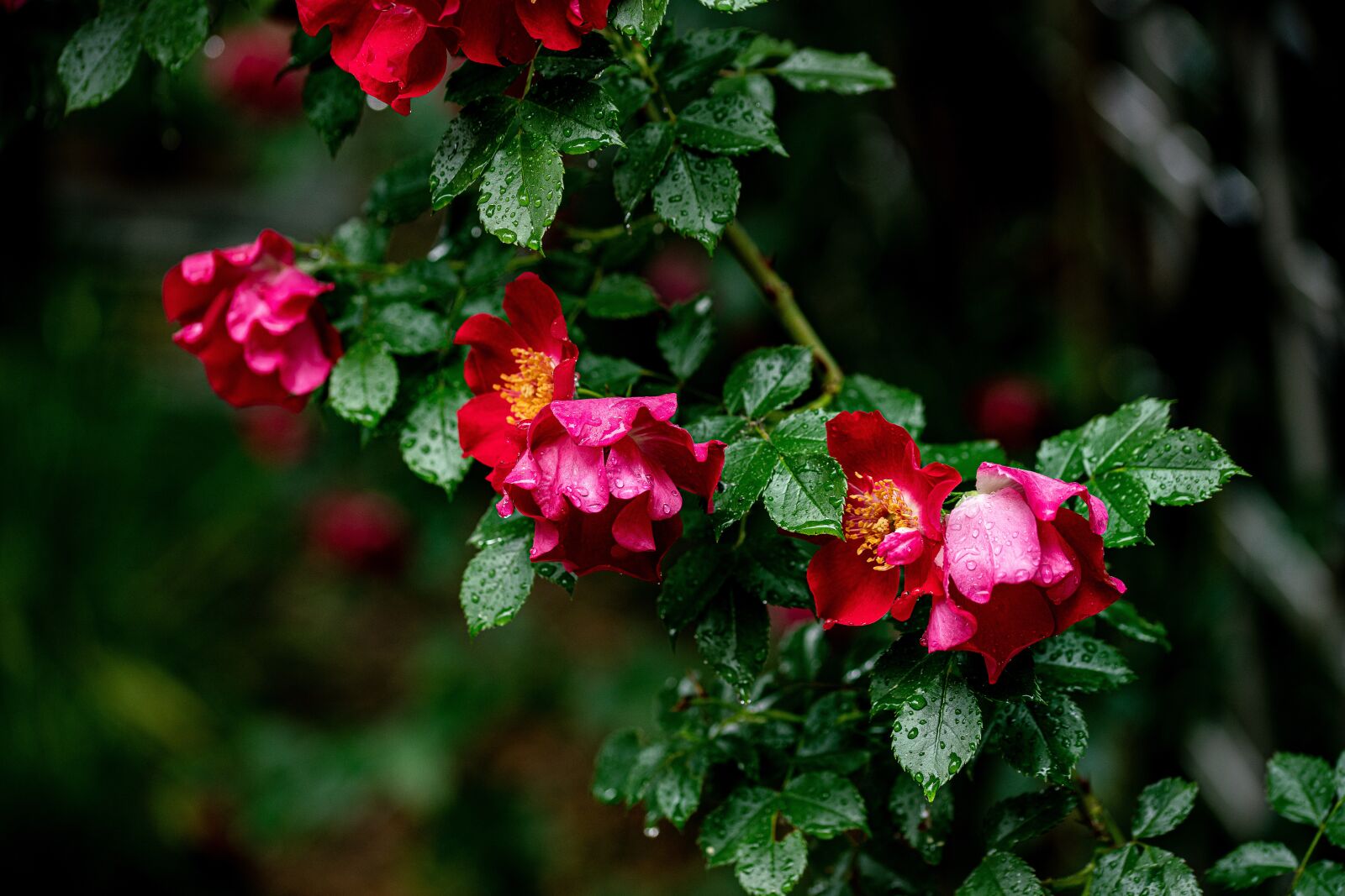 105mm F2.8 sample photo. Rose, rain, color photography