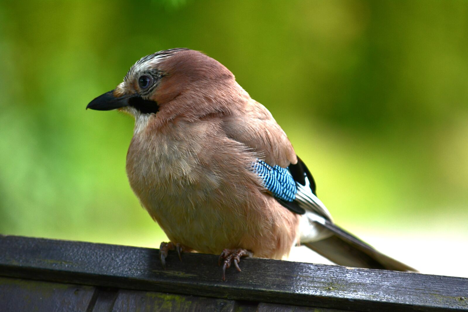 Nikon D5200 sample photo. Nature, bird, jay photography
