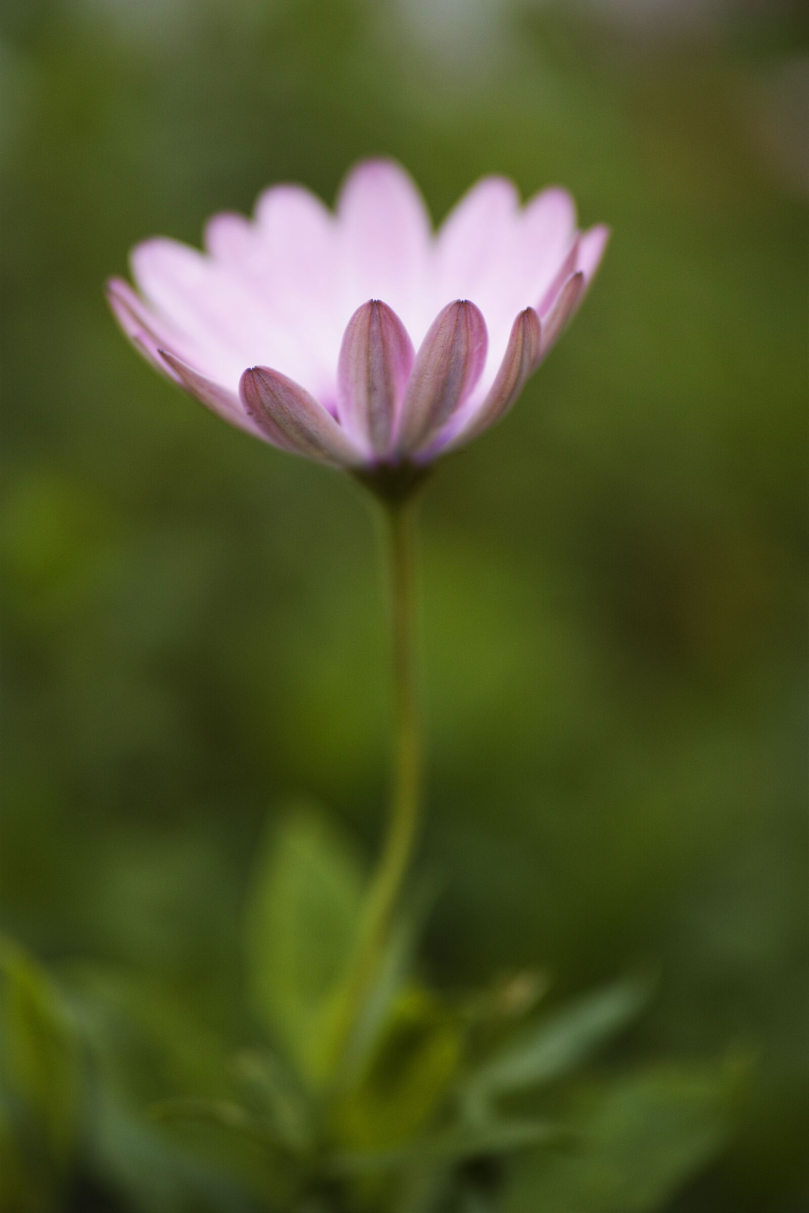 Sigma dp3 Quattro sample photo. Purple, green, macro photography