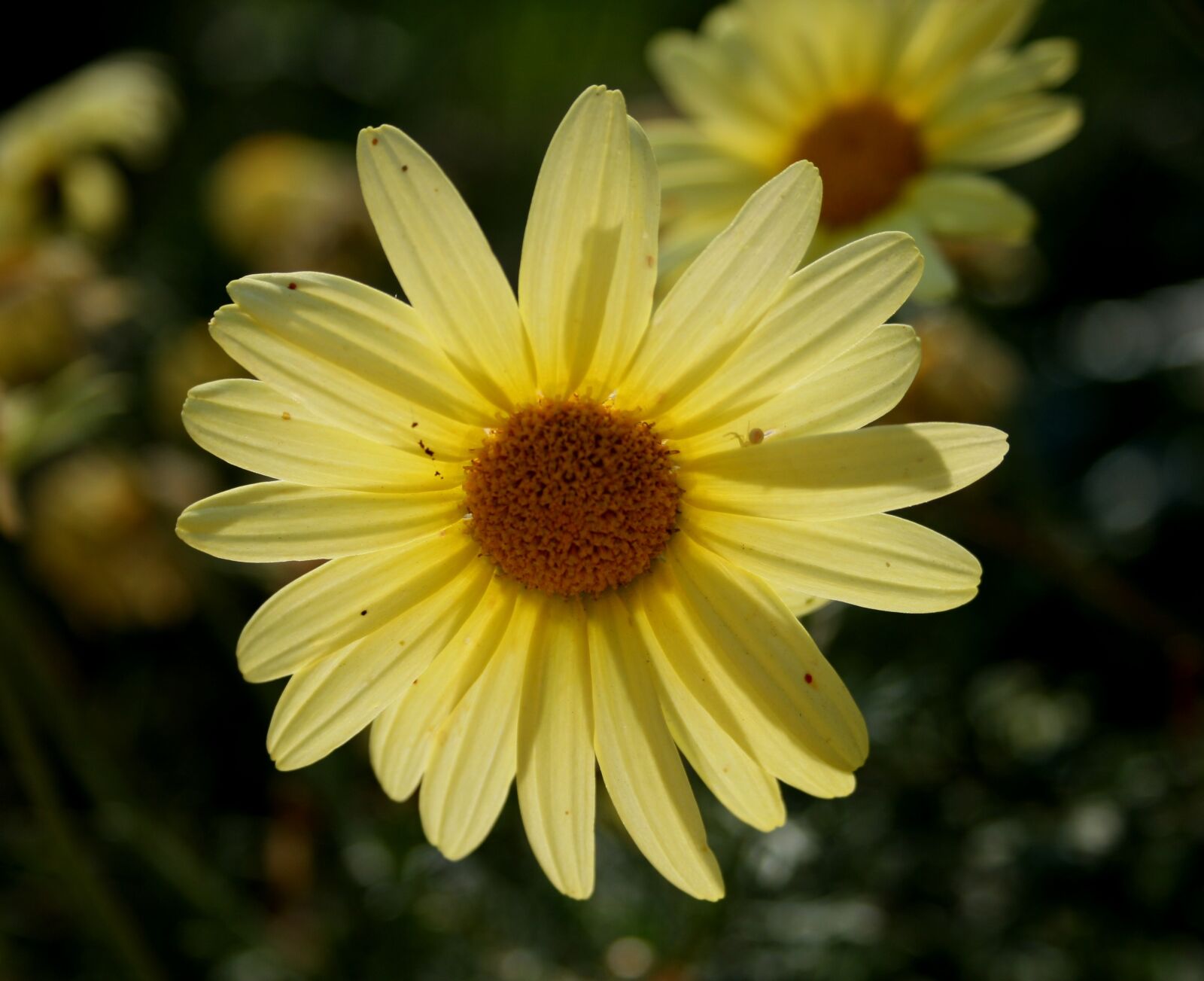 Canon EOS 400D (EOS Digital Rebel XTi / EOS Kiss Digital X) sample photo. Daisy, soft yellow, petals photography