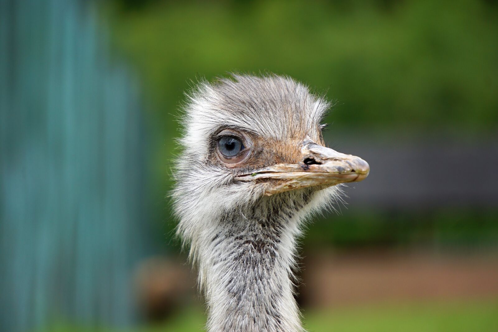 Sony E 55-210mm F4.5-6.3 OSS sample photo. Wildlife park, zoo, belgium photography