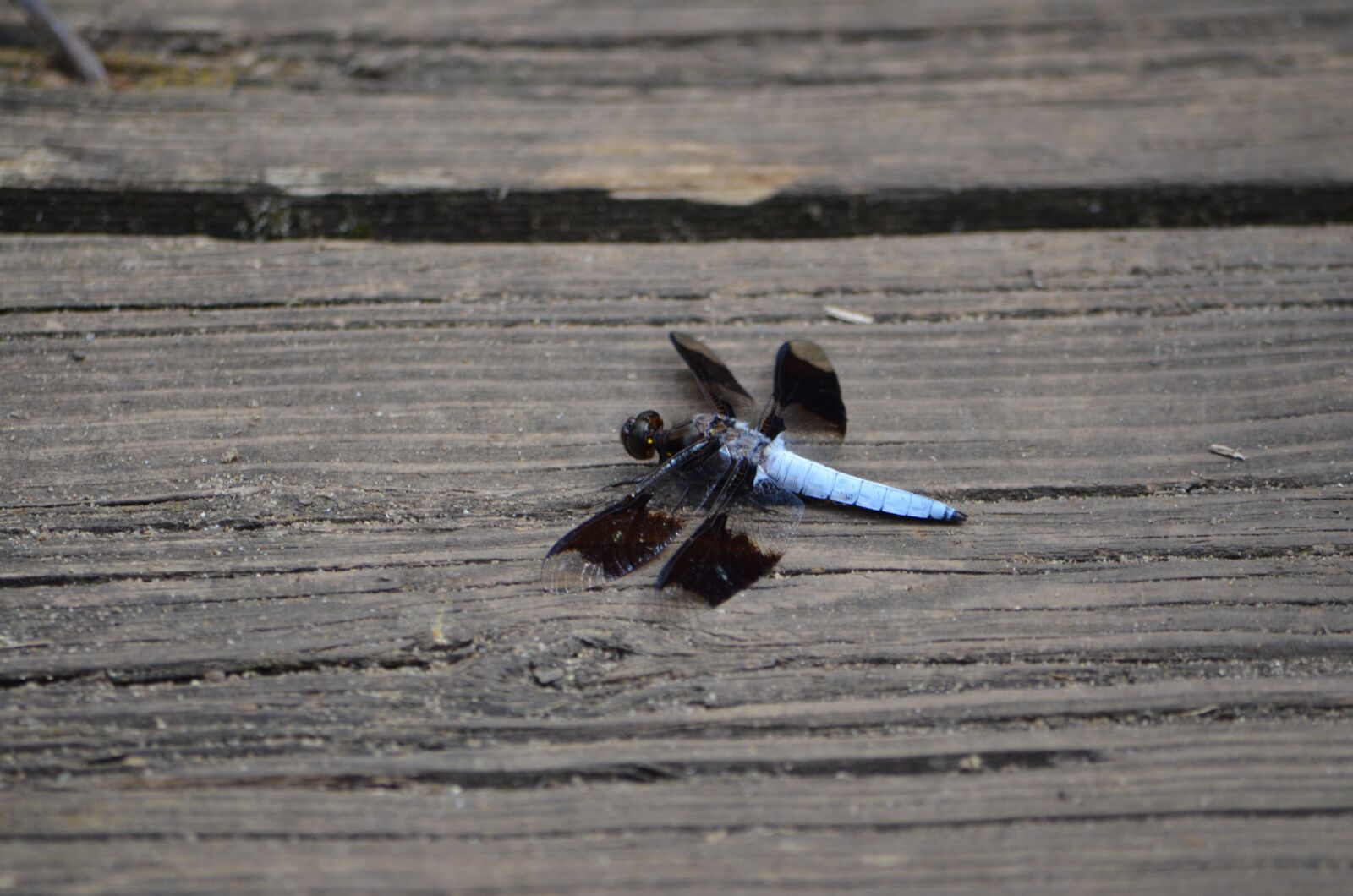 Nikon D7000 sample photo. Dragonfly, bug, insect photography