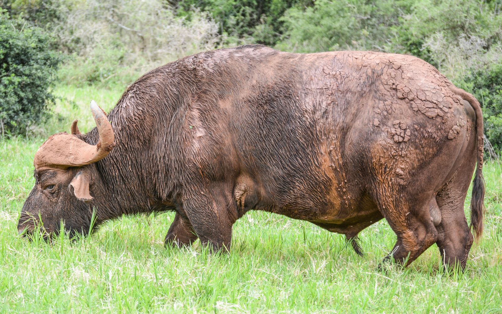 Nikon D5200 sample photo. Mammal, animal, bull photography