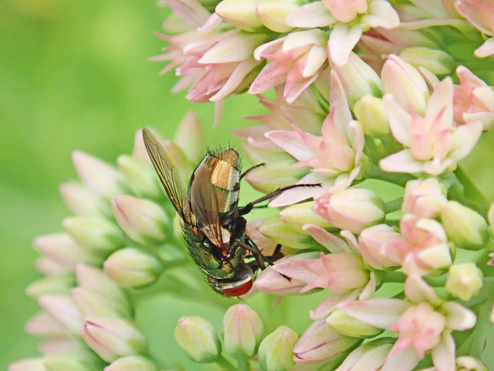 Olympus TG-5 sample photo. Fly, insect, flowers photography