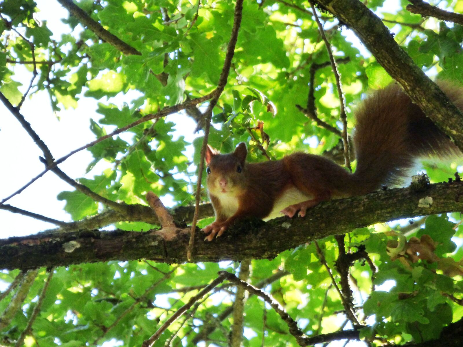 Panasonic DMC-FZ72 sample photo. Squirrel, animal, rodents photography