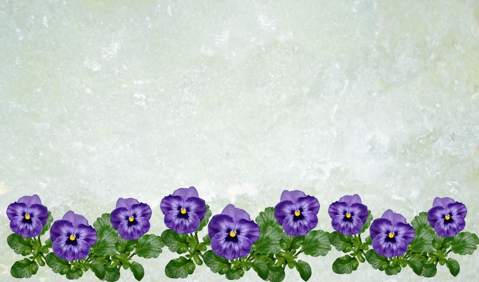Canon PowerShot SX170 IS sample photo. Greeting card, pansy, flowers photography