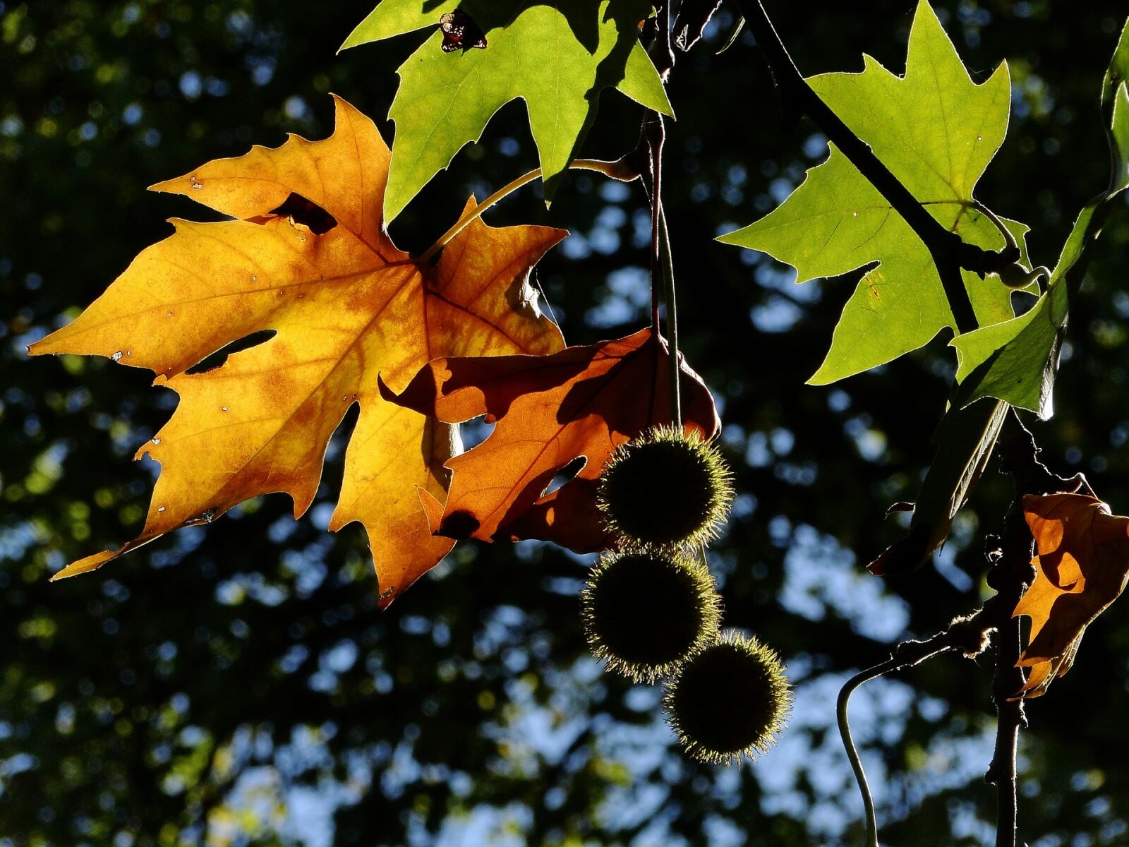 Sony Cyber-shot DSC-HX1 sample photo. Leaf, fall, autumn leaf photography