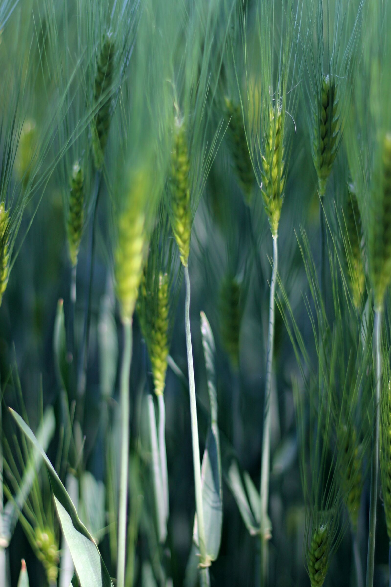 Canon EF 50mm F1.8 II sample photo. Barley, field, green photography