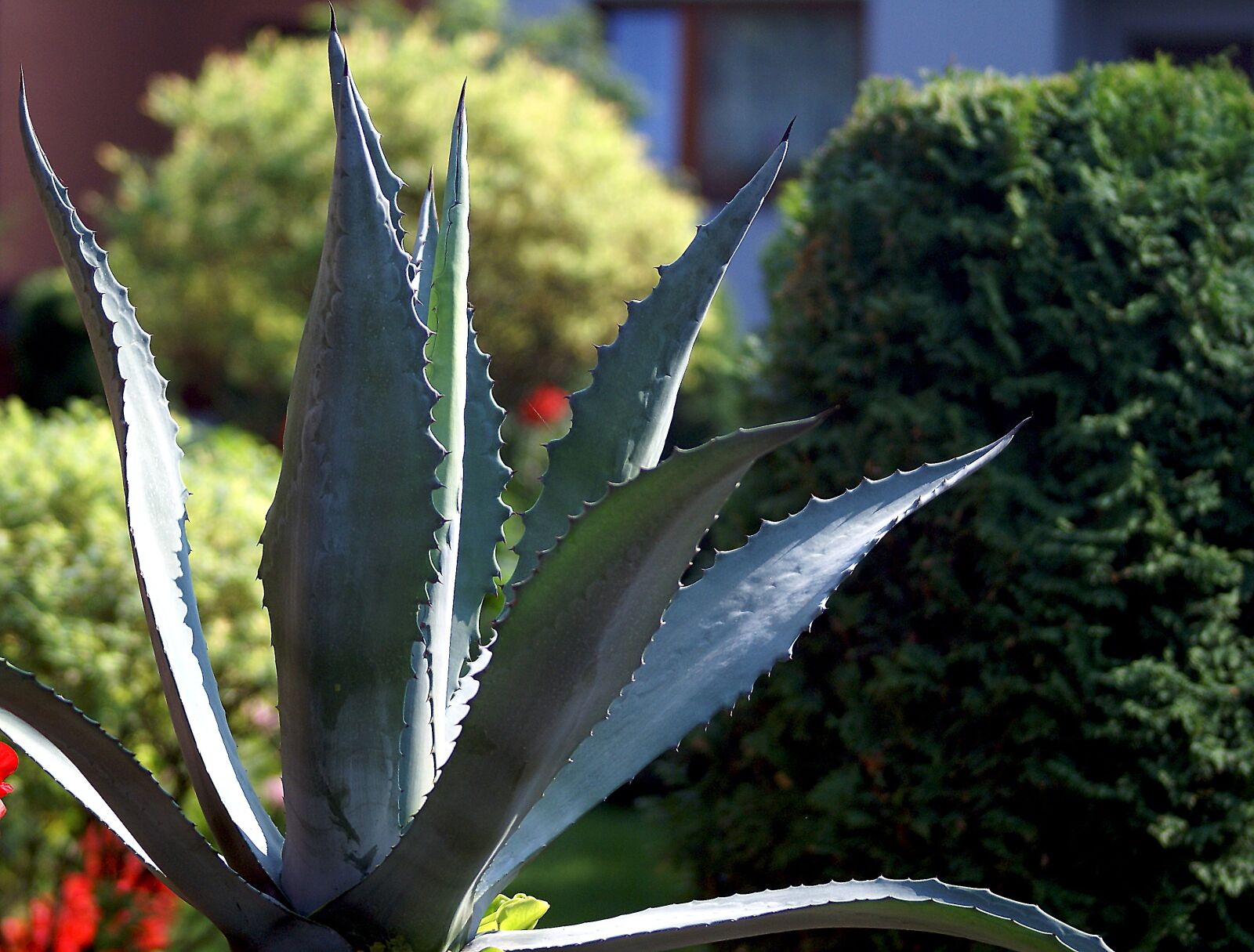 Sony Alpha DSLR-A100 sample photo. Aloe, houseplants, stabbing photography